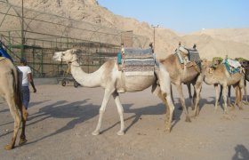 camel-Eilat-Israel-Oct.-2008-VFI-5