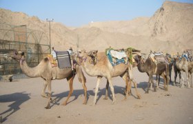 camel-Eilat-Israel-Oct.-2008-VFI-6